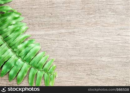 Fern leaf on wooden background.