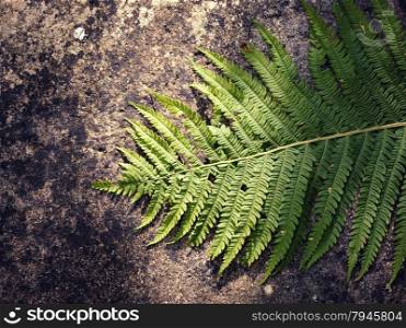 fern leaf over stone background