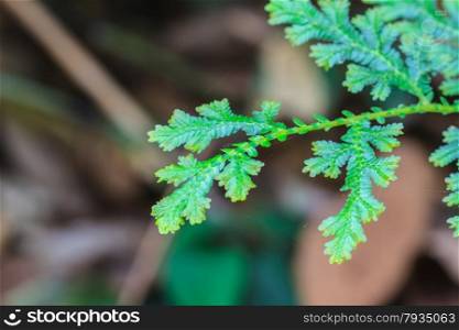 Fern leaf texture, Natural abstraction in tropical forest