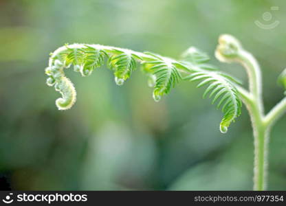 Fern leaf tops in nature