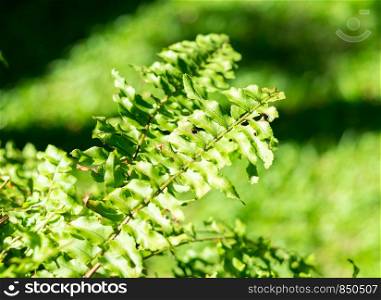 .Fern leaf with green grass at background