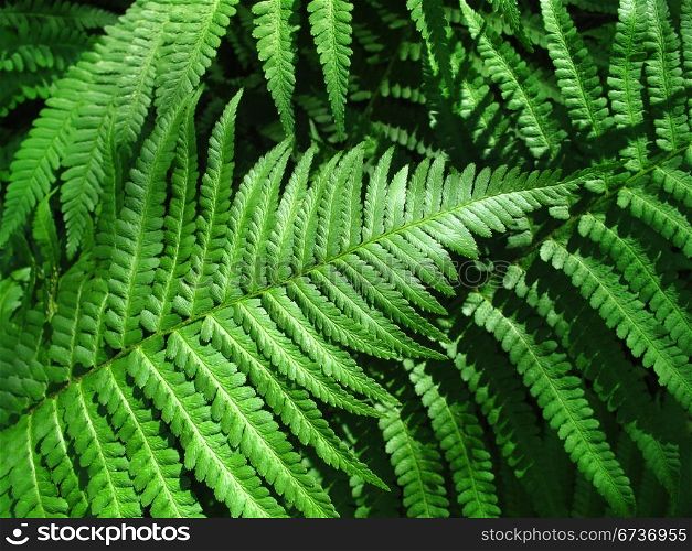 fern leafs background