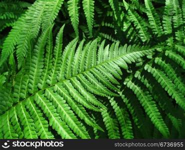 fern leafs background