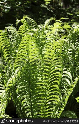 Fern leaves and bush in the summer forest