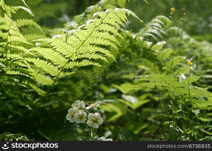 fern leaves and flowers of wild strawberry