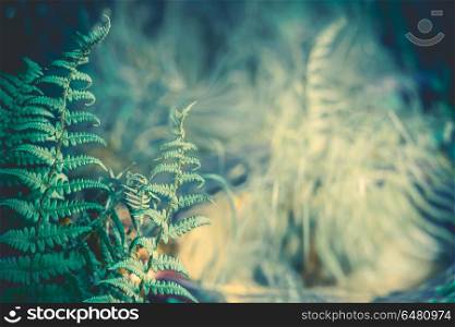 Fern leaves at blurred nature background. Tropical forest, outdoor