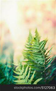 Fern leaves at sunny nature background, front view