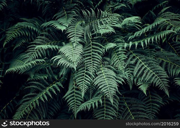 Fern leaves background. Close up of dark green fern leaves. Fern leaves background. Close up of dark green fern leaves growing in forest