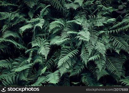 Fern leaves background. Close up of dark green fern leaves. Fern leaves background. Close up of dark green fern leaves growing in forest