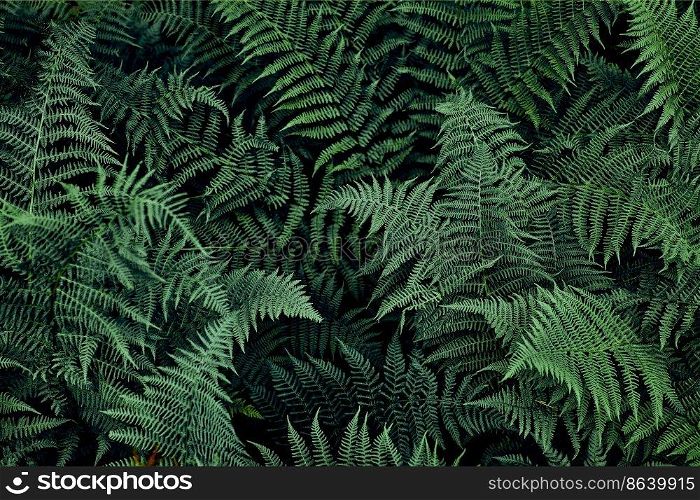 Fern leaves background. Close up of dark green fern leaves growing in forest. Shot from above. Fern leaves background. Close up of dark green fern leaves growing in forest