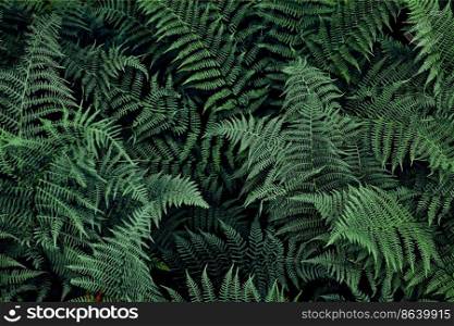 Fern leaves background. Close up of dark green fern leaves growing in forest. Shot from above. Fern leaves background. Close up of dark green fern leaves growing in forest
