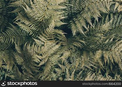 Fern leaves in green forest as background