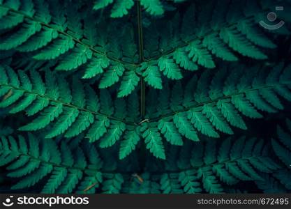 Fern leaves in green forest as background