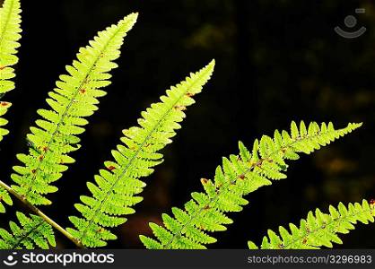 fern leaves isolated over black background