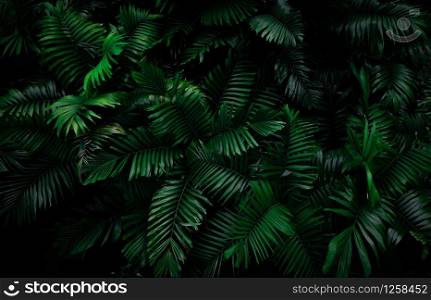 Fern leaves on dark background in jungle. Dense dark green fern leaves in garden at night. Nature abstract background. Fern at tropical forest. Exotic plant. Beautiful dark green fern leaf texture.