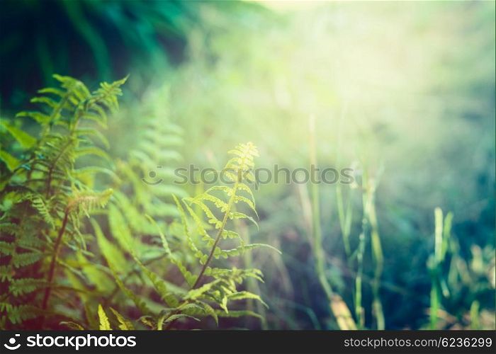 Fern leaves on jungle or rainforest nature background, outdoor