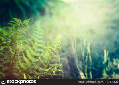 Fern leaves on jungle or rainforest nature background, outdoor