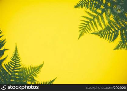 Fern leaves summer minimal background with a space for a text, flat lay, view from above. Fern leaves on yekkow background, flat lay, top view