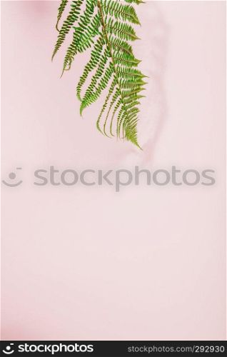 Fern leaves summer minimal background with a space for a text, flat lay, view from above. Fern leaf on pink background, flat lay, top view