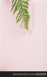 Fern leaves summer minimal background with a space for a text, flat lay, view from above. Fern leaf on pink background, flat lay, top view