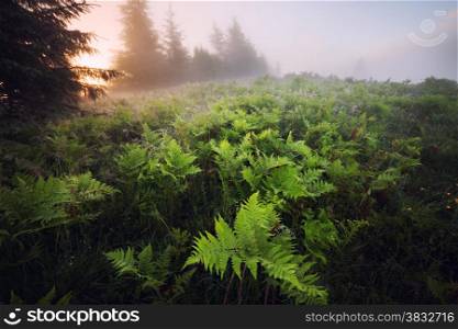 Fern meadow at foggy sunrise