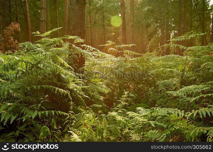 fern meadow in lightfull forest