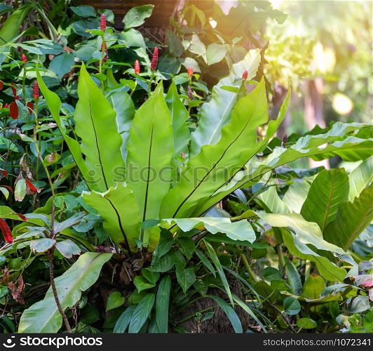 Fern nest growing on tropical plant garden / Green leaves of Bird&rsquo;s nest fern decorate on the tree in the spring summer park - Asplenium nidus