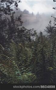 fern on a background of mountains. Ukrainian Carpathians

