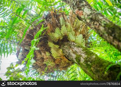 fern on tree