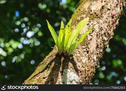 fern on trunk tree in deep forest