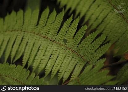 Fern plant leaf