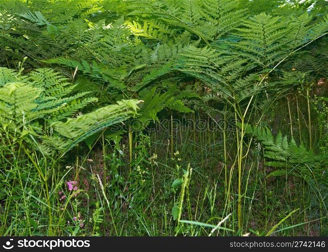 fern plants in wild summer forest