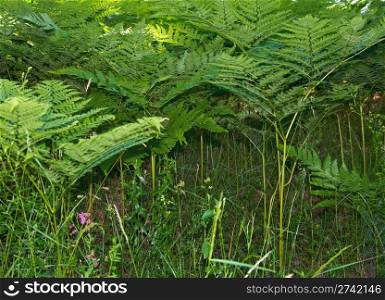 fern plants in wild summer forest