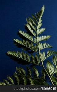 Fern presented on a dark blue background with copy space. Beautiful natural layout. Flat lay. Green fern leaves backside on a dark blue background with copy space. Foliage background. Flat lay