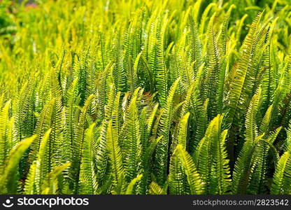 Fern Pteridium aquilinum plant in Canary islands