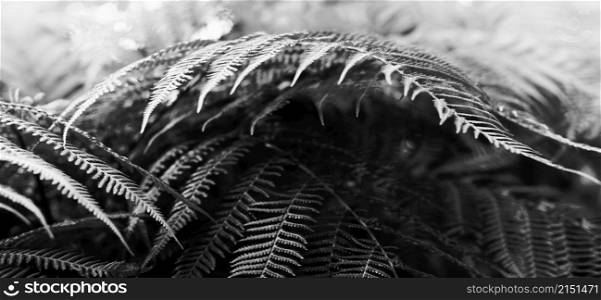 Fern tropical plants leaf. Soft focus blur Nature black and white horizontal long background.