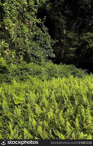 Ferns in a forest, Akaka Falls State Park, Hilo, Big Island, Hawaii Islands, USA