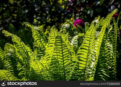 Ferns in the forest, Latvia. Beautyful ferns leaves green foliage. Close up of beautiful growing ferns in the forest. Natural floral fern background in sunlight. Green fern leaves perfect as background.  