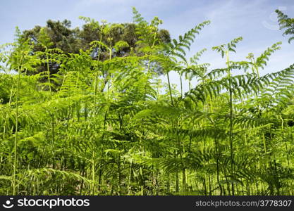 Ferns in the Pialassa della Baiona brackish lagoon near Marina Romea along the Adriatic seaside in Ravenna (Italy)