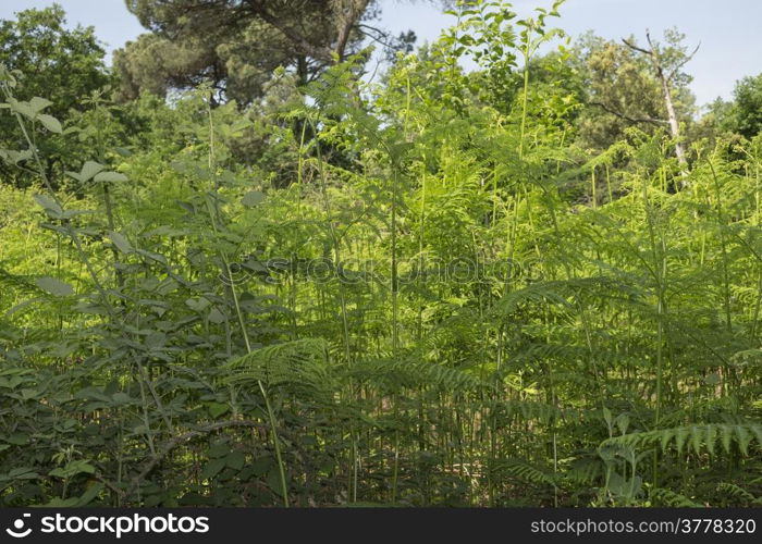 Ferns in the Pialassa della Baiona brackish lagoon near Marina Romea along the Adriatic seaside in Ravenna (Italy)