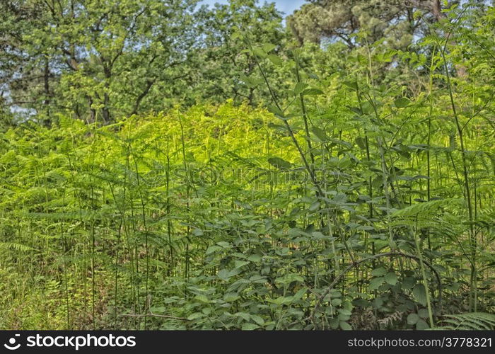 Ferns in the Pialassa della Baiona brackish lagoon near Marina Romea along the Adriatic seaside in Ravenna (Italy)