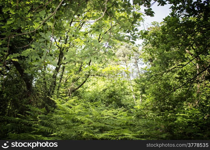 Ferns in the Pialassa della Baiona brackish lagoon near Marina Romea along the Adriatic seaside in Ravenna (Italy)