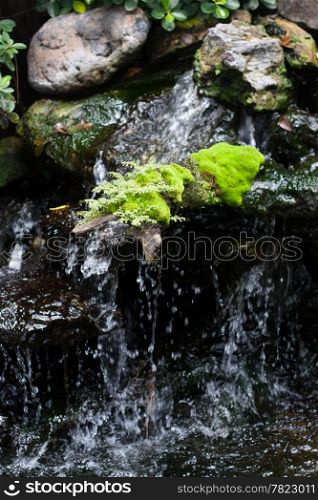 Ferns, perched on the rocks in the waterfall. The weeds are small.