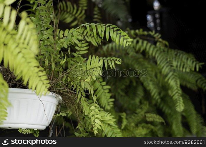 Ferns With Green Leaves In Hang Baskets, background for advertisement and wallpaper in relaxation corner and garden scene. Actual images in decorating ideas