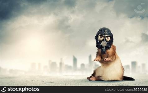 Ferret in gas mask