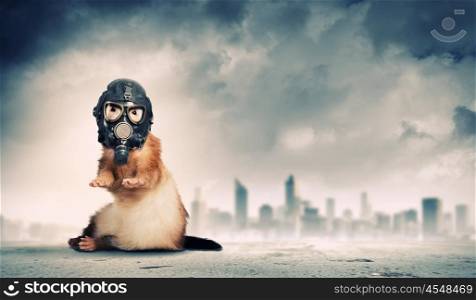 Ferret in gas mask. Image of ferret in gas mask. Ecology concept