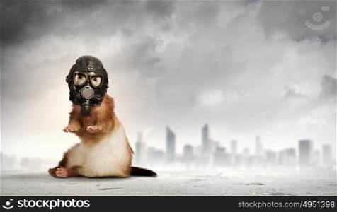 Ferret in gas mask. Image of ferret in gas mask. Ecology concept