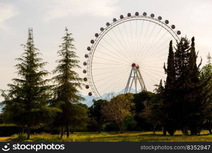 Ferris wheel among green trees