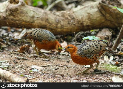 Ferruginous Partridge(Caloperdix oculea) in the forest