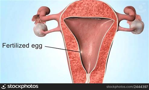 Fertilization happens when a sperm cell successfully meets an egg cell in the fallopian tube. 3d illustration. Fertilization happens when a sperm cell successfully meets an egg cell in the fallopian tube.